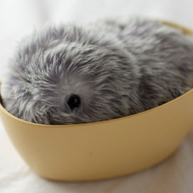 MOFLIN | An AI Pet with Emotional Capabilities